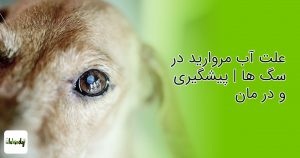 علت آب مروارید در سگ ها | پیشگیری و در مان