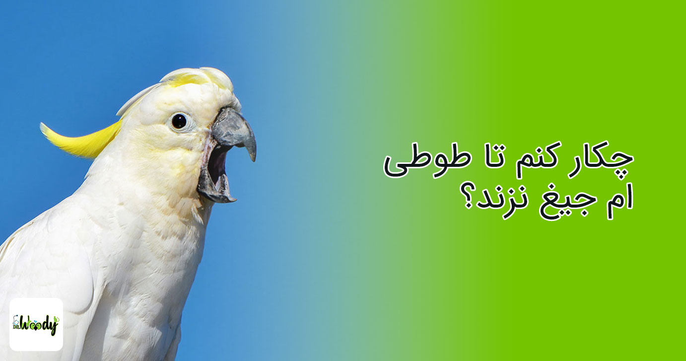 blog-post-baner-tmp-drwoody چرا طوطی جیغ میزند؟ چكار كنم تا طوطی ام جیغ نزند؟