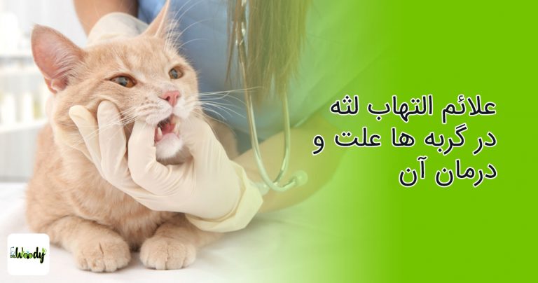 علائم التهاب لثه در گربه ها علت و درمان آن